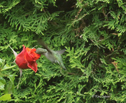 28th Jun 2024 - Hidden Hummingbbird