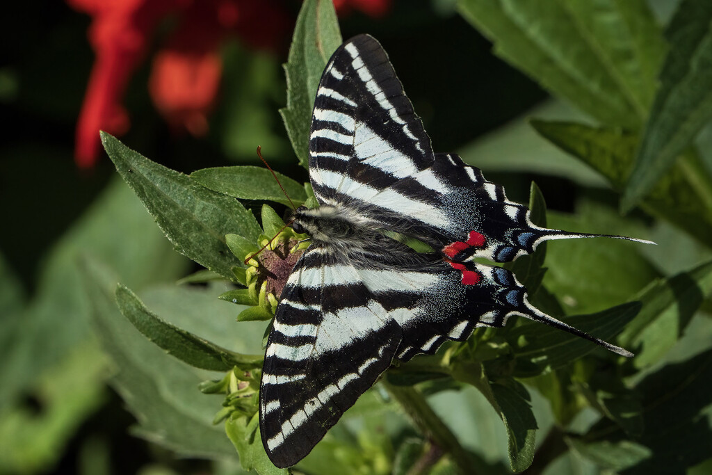 Zebra Swallowtail by k9photo