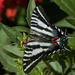 Zebra Swallowtail by k9photo