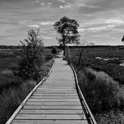 29th Jun 2024 - The Board Walk