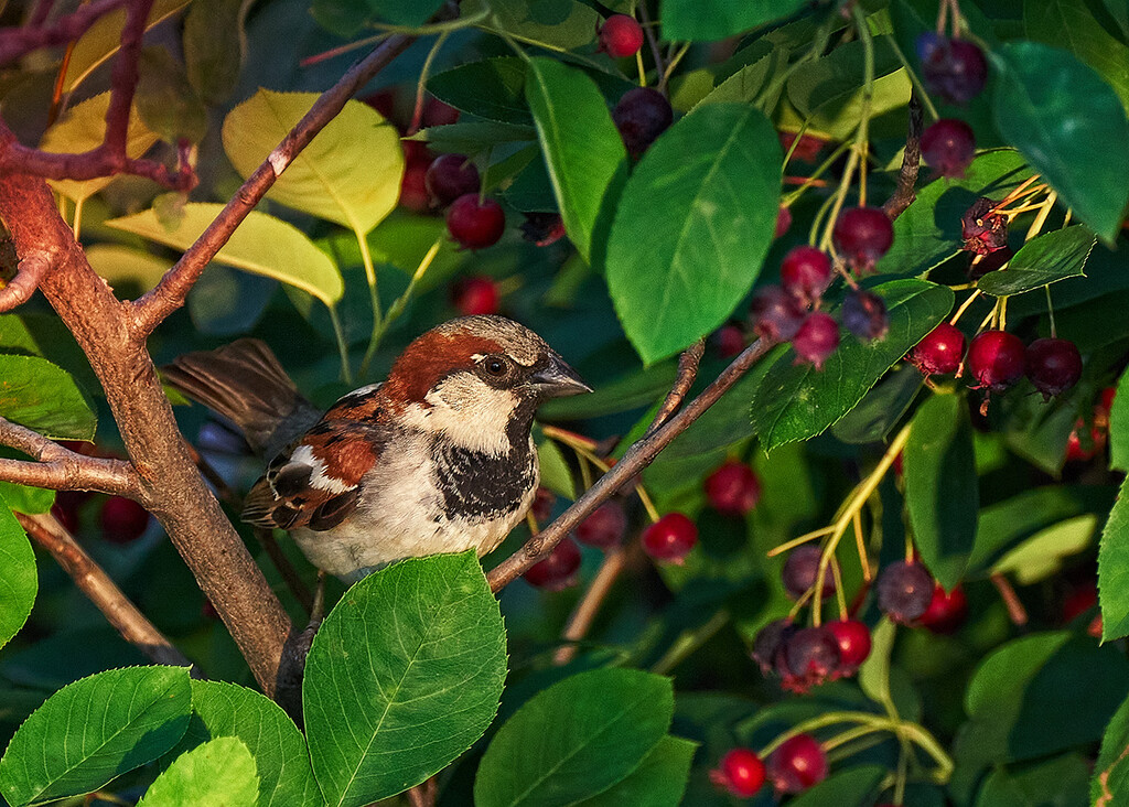 Hiding Sparrow by gardencat