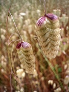 29th Jun 2024 - Quaking Grass