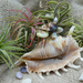 Sea Shell Turtle.  by wendyfrost
