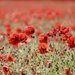 Poppies Galore! by carole_sandford