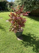 29th Jun 2024 - Acer Tree