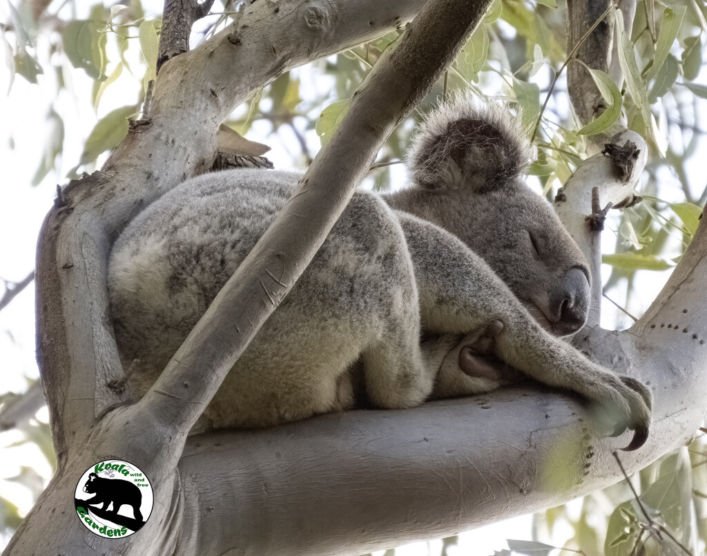 them handy foot thumbs by koalagardens