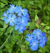 29th Jun 2024 - Plumbago.