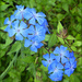 Plumbago. by wendyfrost