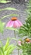 29th Jun 2024 - Cone Flower 