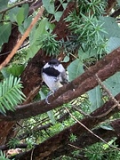 29th Jun 2024 - Chickadee 