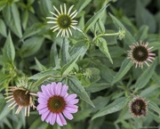 13th Jun 2024 - Purple coneflowers