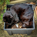 Today I shall be sleeping in this plant pot by andyharrisonphotos
