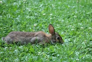 29th Jun 2024 - Clover Salad