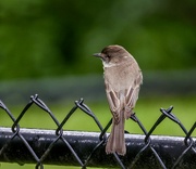 29th Jun 2024 - Eastern Phoebe