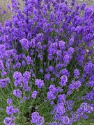 29th Jun 2024 - Lavender 