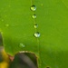 Four Little Drops in a Row by julie