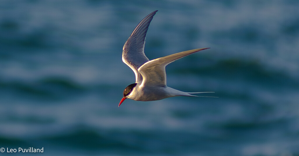 Arctic Tern by leopuv