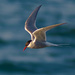 Arctic Tern by leopuv