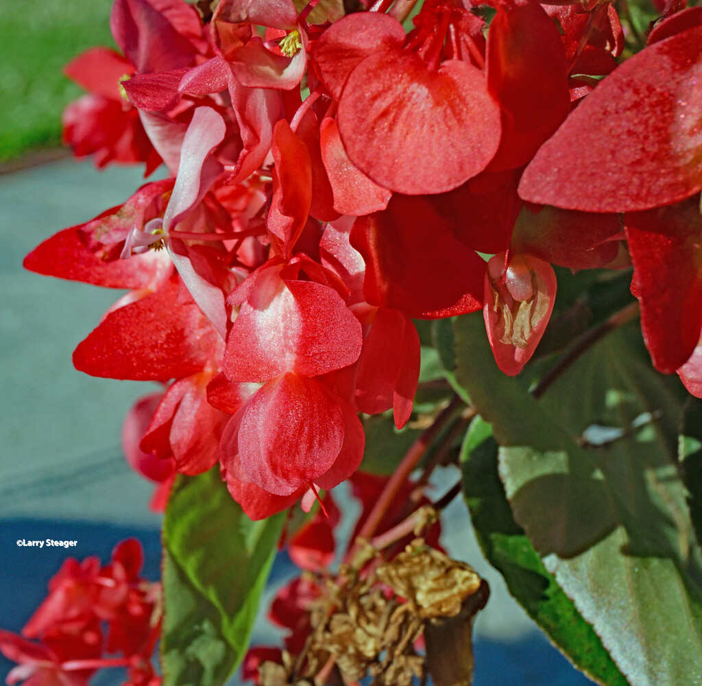 Crimson flower petals by larrysphotos