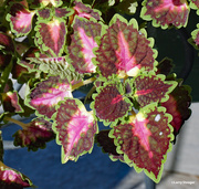 29th Jun 2024 - Strawberry drop coleus