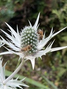 29th Jun 2024 - Bees going about their business