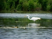 29th Jun 2024 - Great Egret