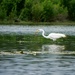 Great Egret by ljmanning