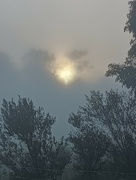 12th Jun 2024 - It's foggy this morning