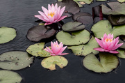 29th Jun 2024 - Water lily