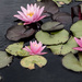 Water lily by pdulis