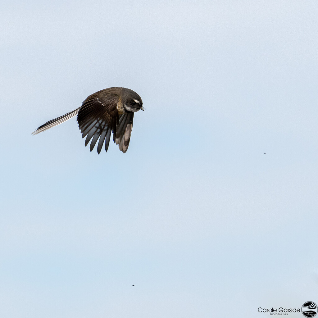 Flight of the Fantail by yorkshirekiwi