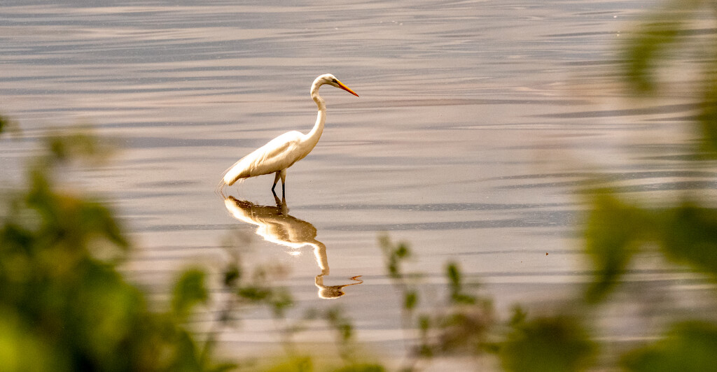 Egret on the Prowl! by rickster549