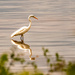 Egret on the Prowl!