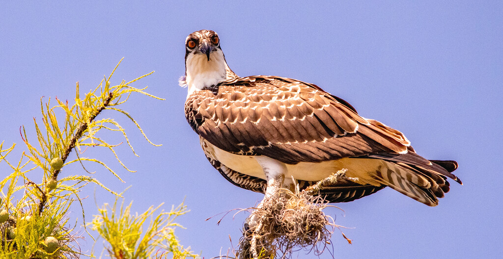 Osprey Keeping a Close Eye on Me! by rickster549