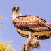 Osprey Keeping a Close Eye on Me! by rickster549