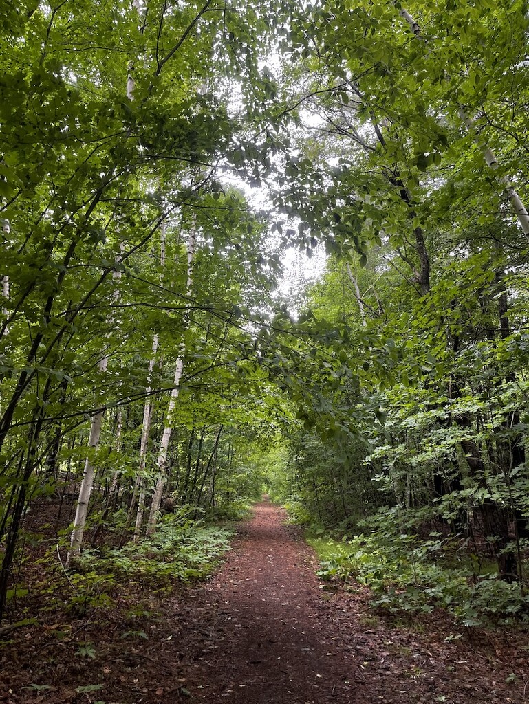 Rainy Walk on the Home Trail by sunnygreenwood