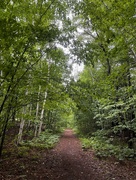 20th Jun 2024 - Rainy Walk on the Home Trail