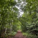 Rainy Walk on the Home Trail by sunnygreenwood