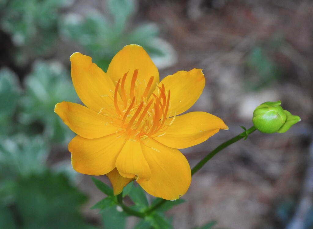 Trollius chinensis  by sunnygreenwood