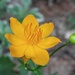 Trollius chinensis  by sunnygreenwood