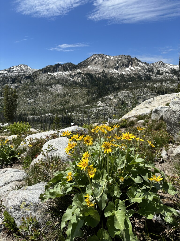 Wildflowers and a view by pirish