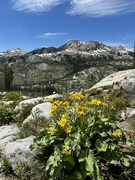 29th Jun 2024 - Wildflowers and a view