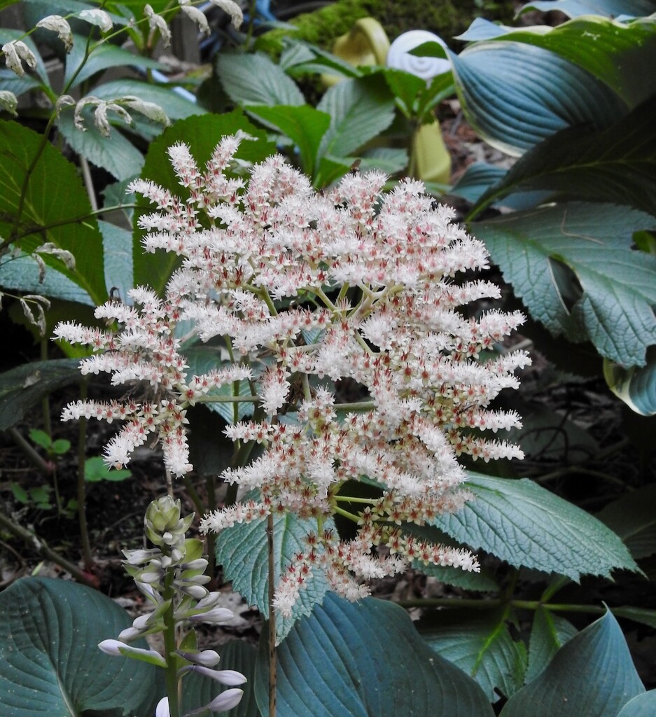 Rodgersia aesculifolia by sunnygreenwood