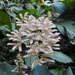 Rodgersia aesculifolia by sunnygreenwood