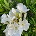 6 28 White Oleander by sandlily