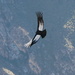 Condor from Coca Canyon Peru by sarasdadandmom