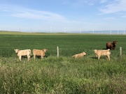 29th Jun 2024 - Cows Grazing 