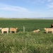 Cows Grazing  by dailypix