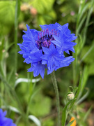 28th Jun 2024 - Cornflower