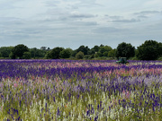 29th Jun 2024 - Confetti Fields